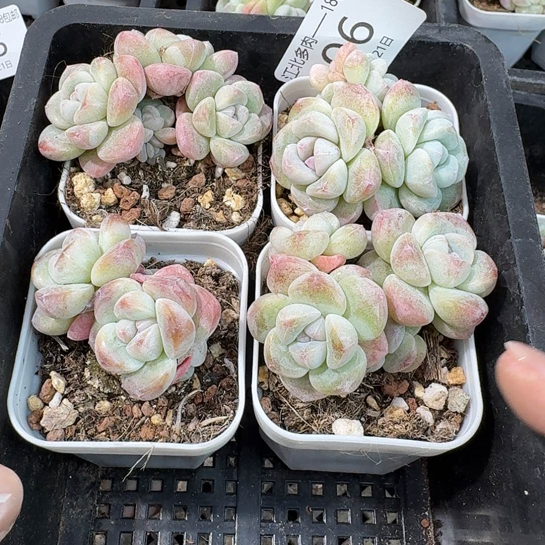 06 号到手1框一物一拍