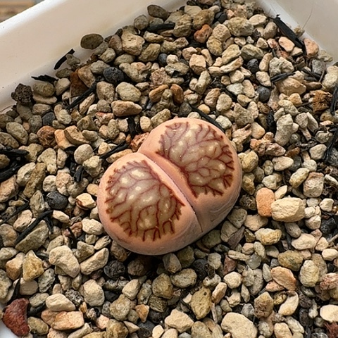 3465，菊红窗菊花纹母本带盆发货