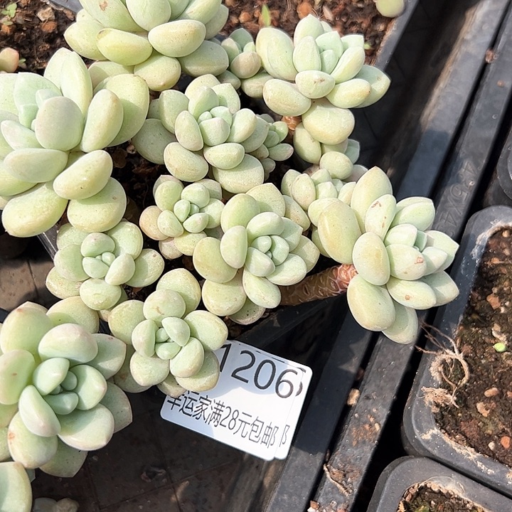 幸运的是我的朋友们