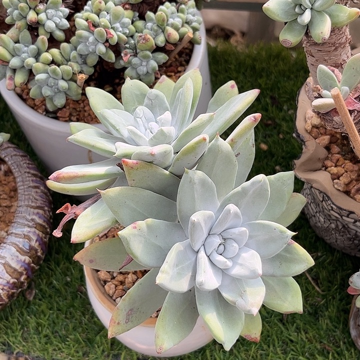 帕翠萨宽叶仙女杯老桩