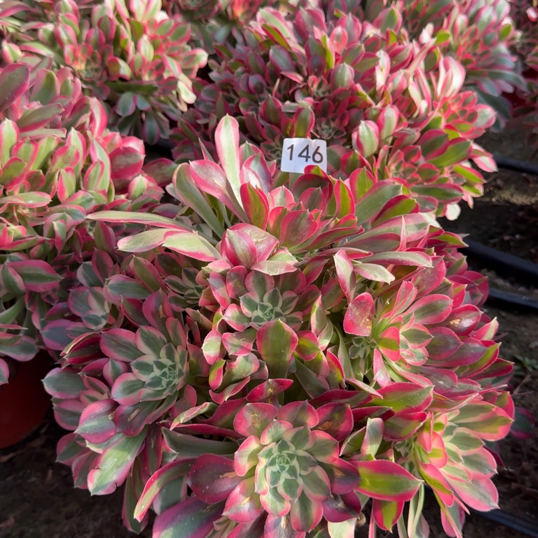 妖月146号法师多肉多肉