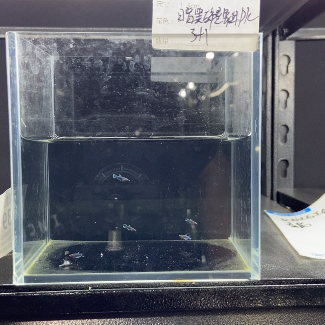 斗鱼包活不包损所见即所得539