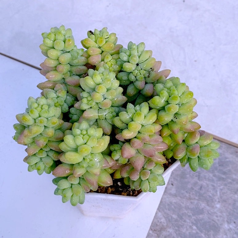 多肉植物玉坠八颗72