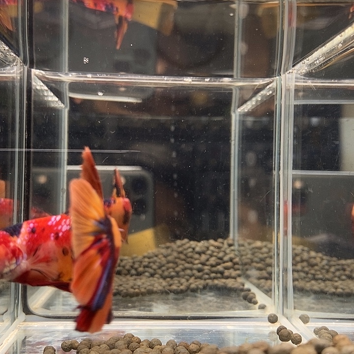 斗鱼黑244号巨斗将军