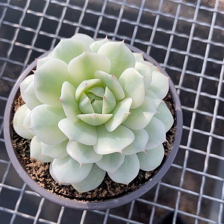 火***柴静夜锦多肉植物的