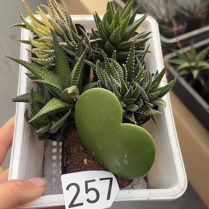 257硬叶十二卷组合一筐