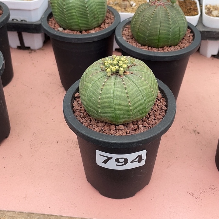 夷***泽794实生大单头欧布