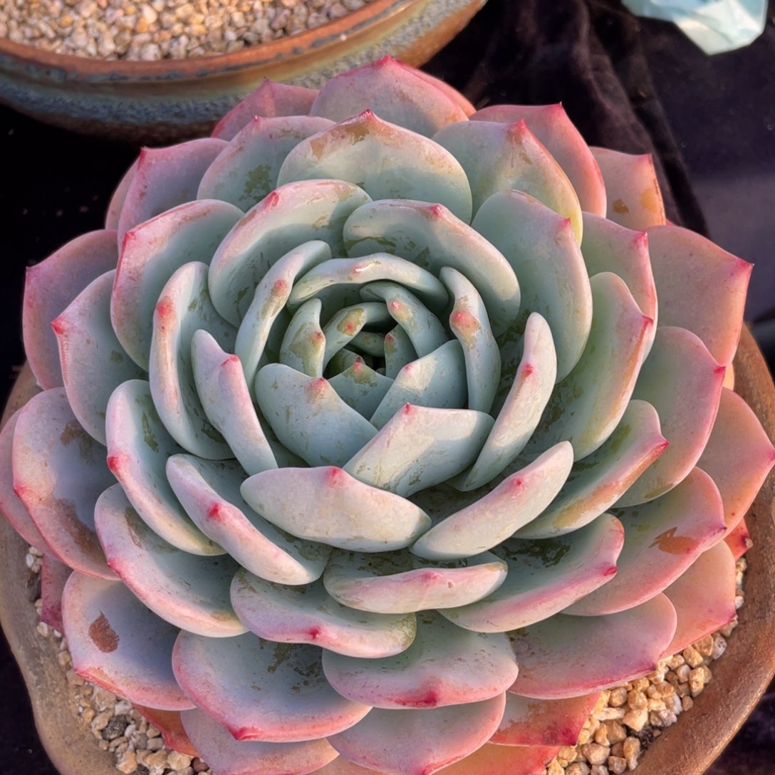 大单头凤橙多肉植物