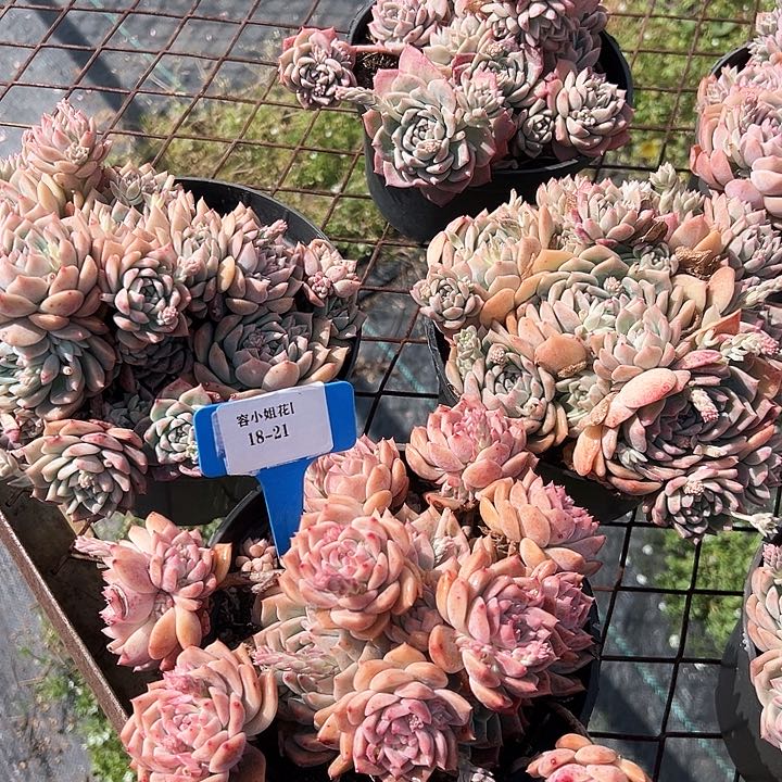 18.21霜花一个脱土