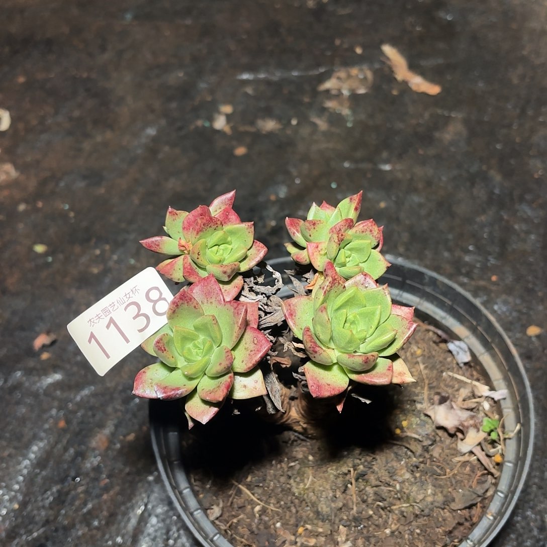 苹果叶杂多肉福利1138