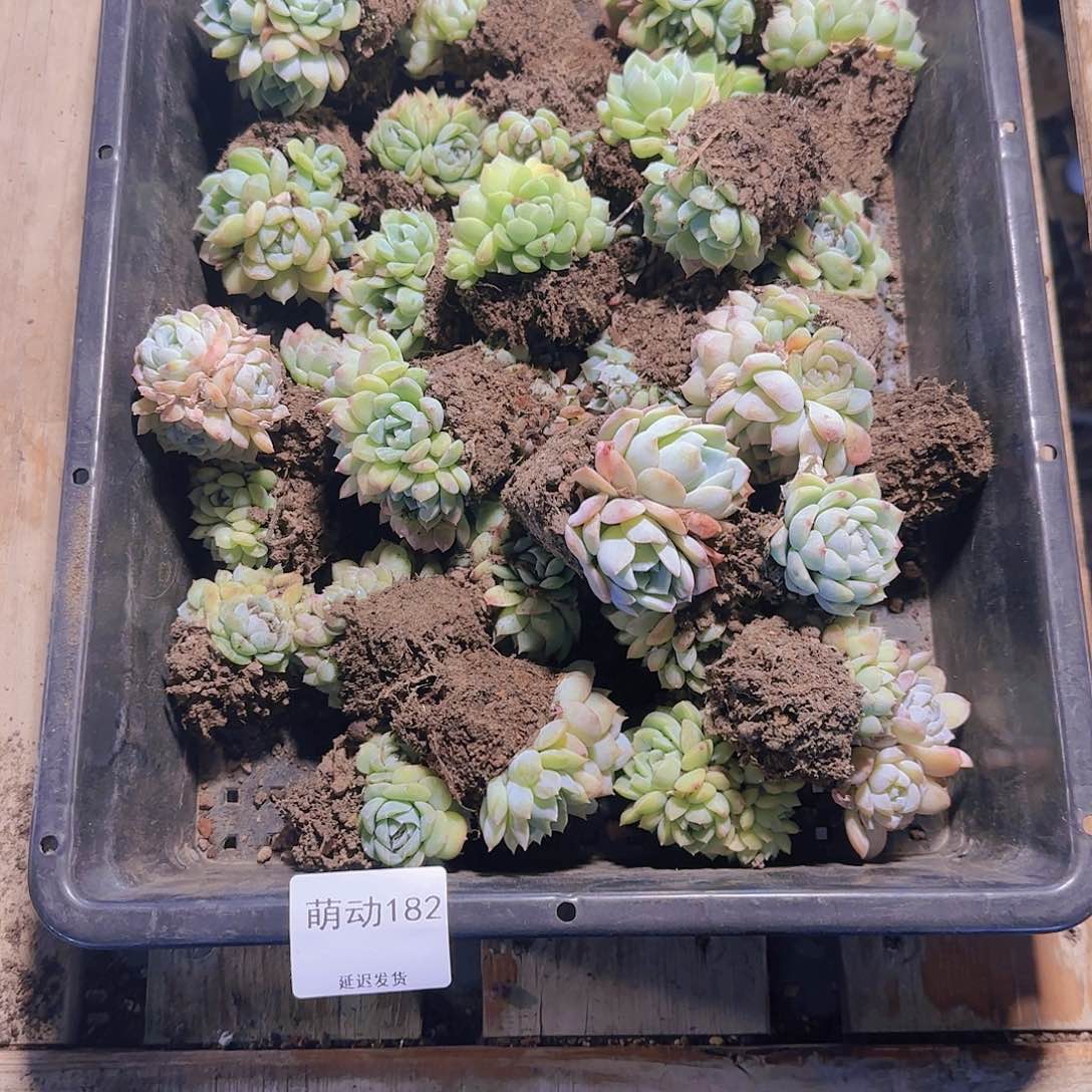 直播一物一拍多肉182