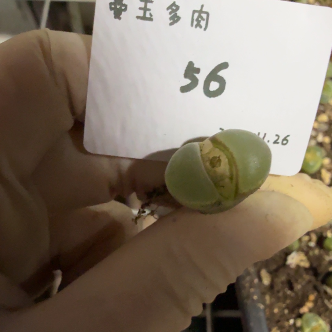 我***名多肉多肉多肉11.26-056 Y400