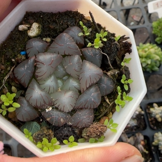 89日本水晶多肉植物多