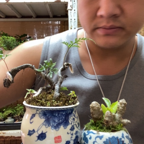 红陶一物一拍所见即所得45