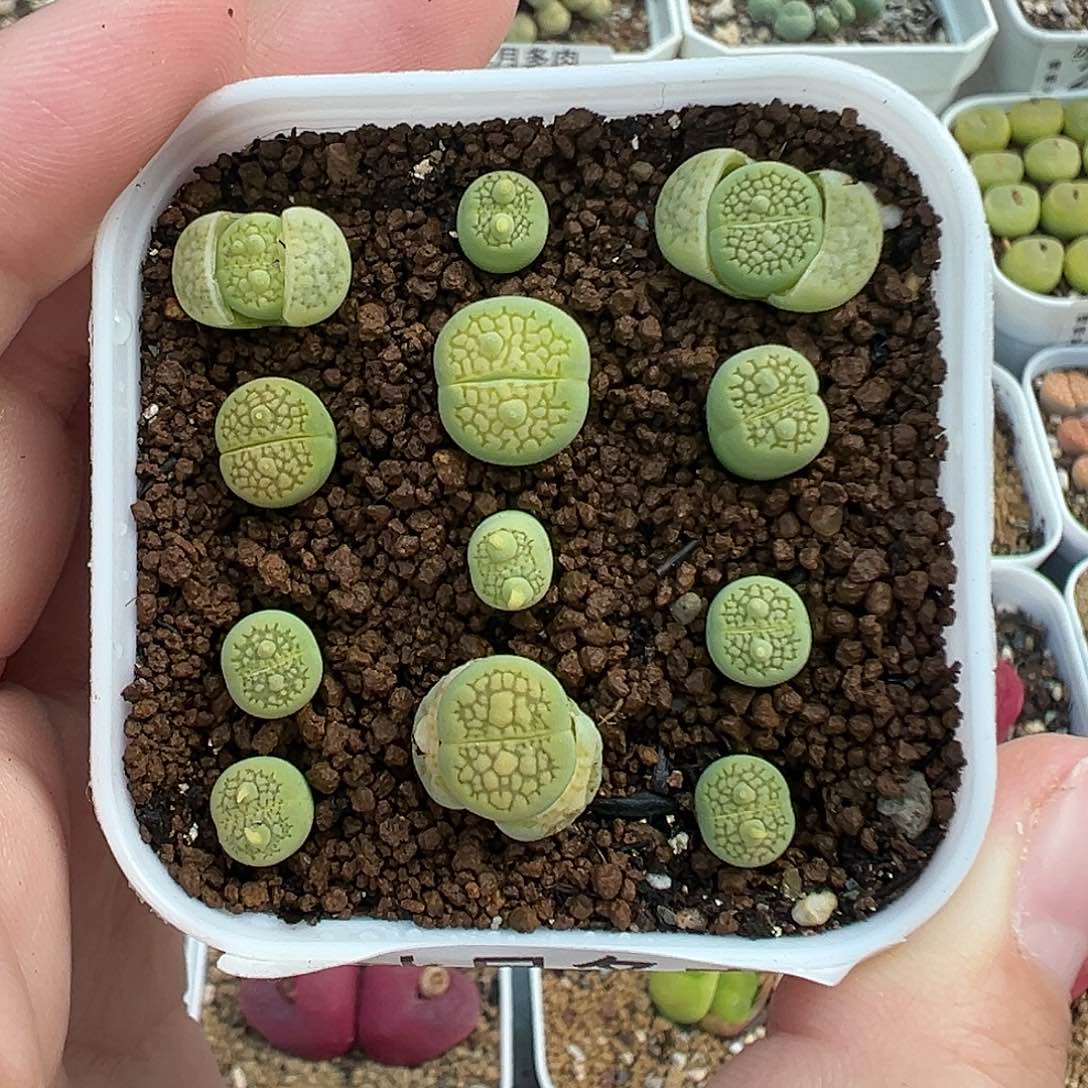 283绿巴厘裸根发货