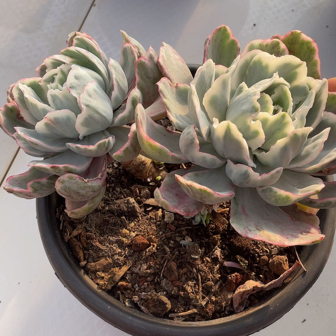 伯克利锦双头多肉多肉多肉