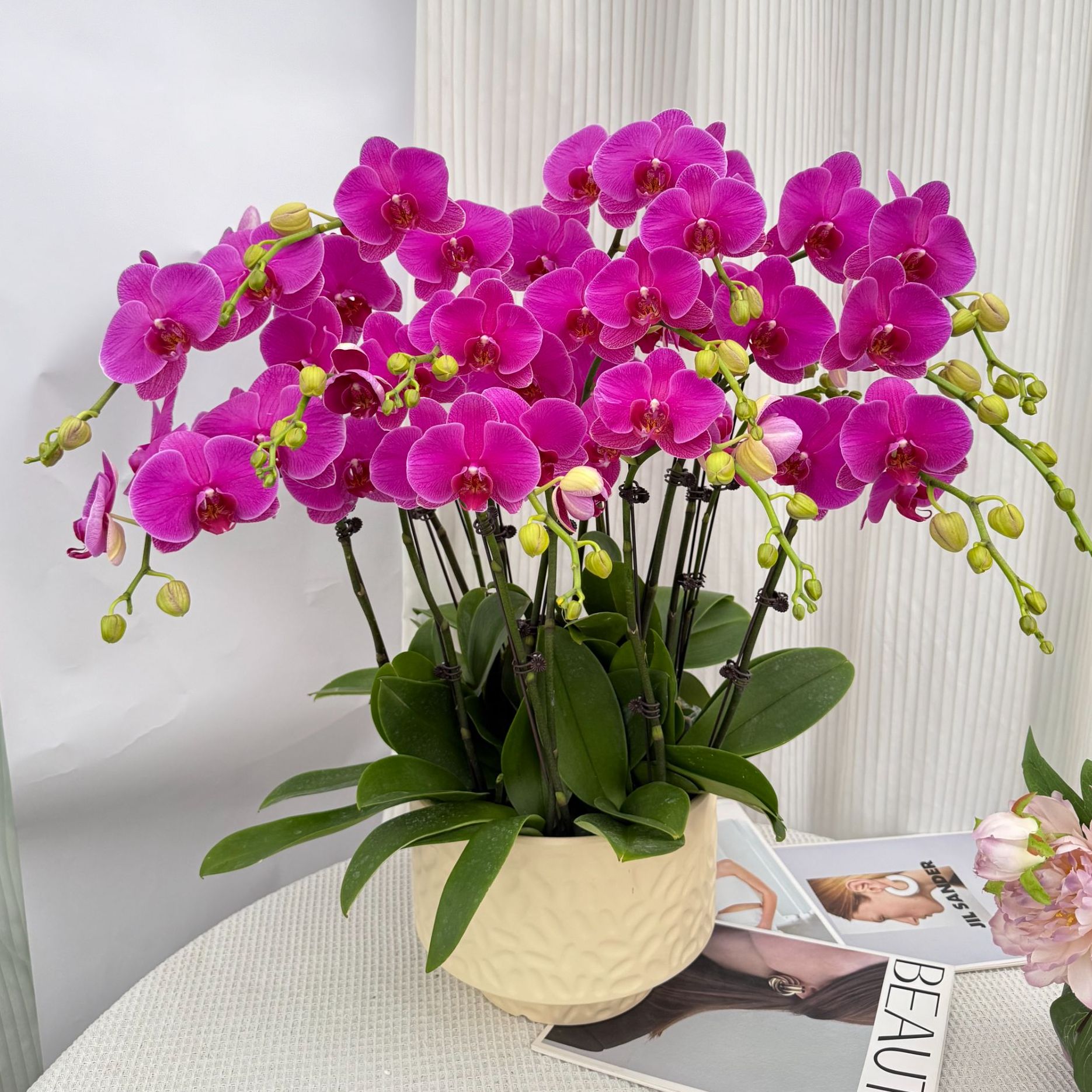 蝴蝶兰《恭喜发财》年宵花爆款 寓意好 花期长 送人送礼 基地直发 