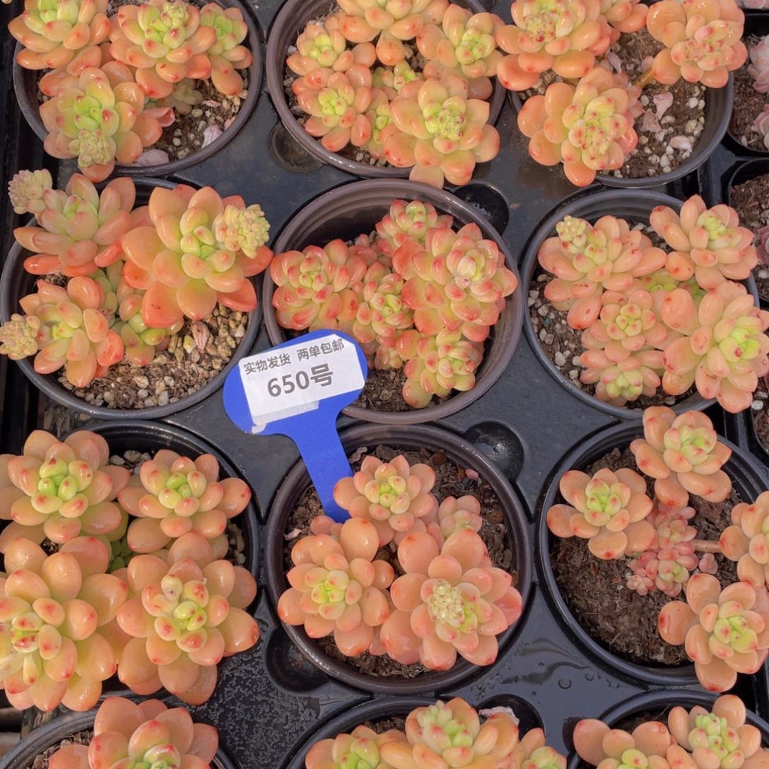 650号香格里拉大群生一个