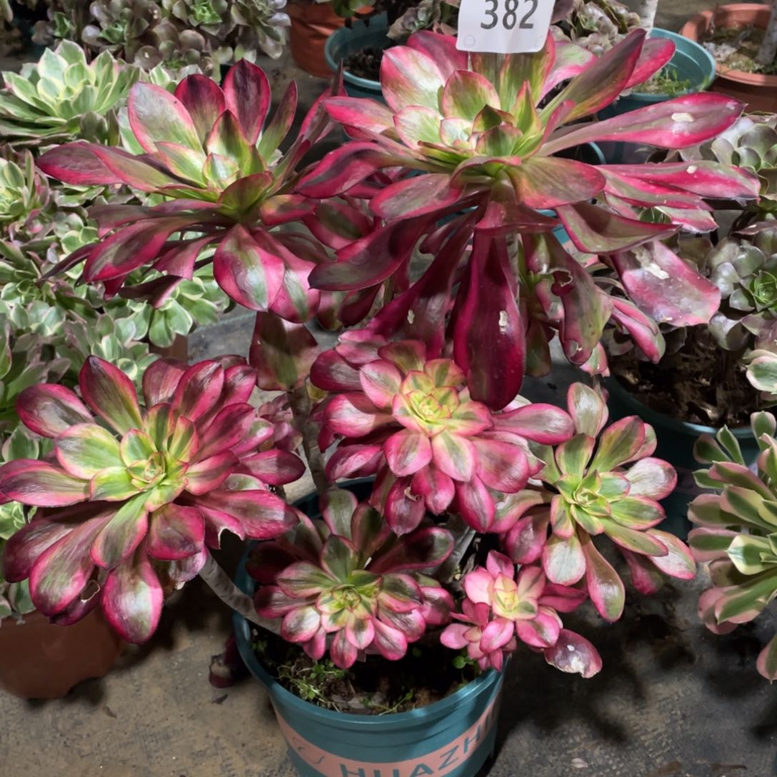 382巫毒超白锦         多肉      