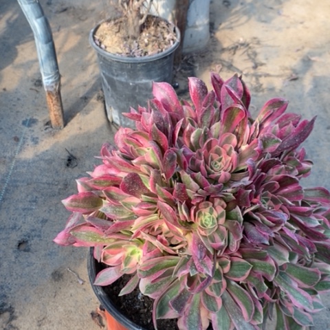 女神多肉植物008