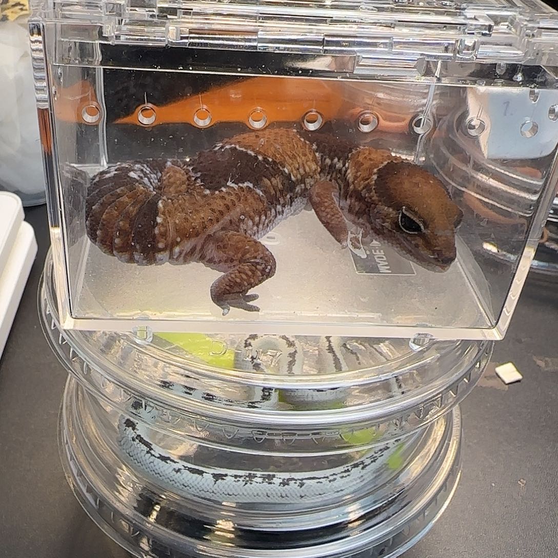 肥尾守宫00000010