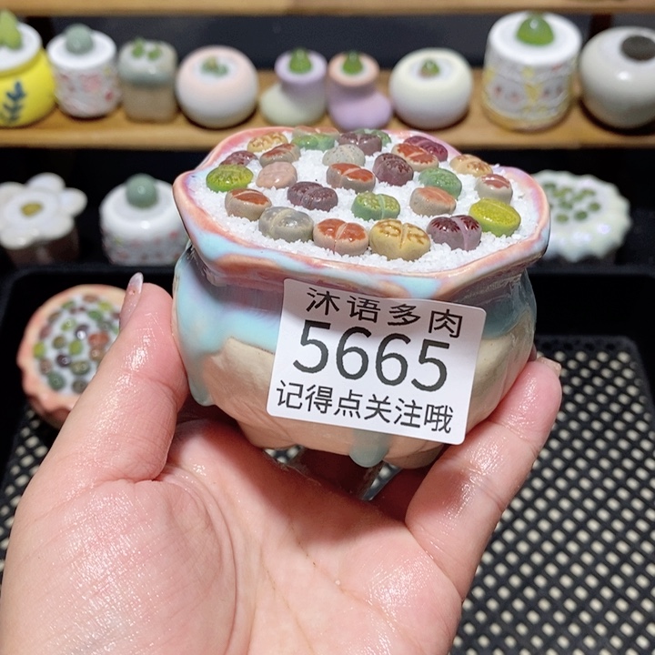 带盆土植物 一物一拍5665