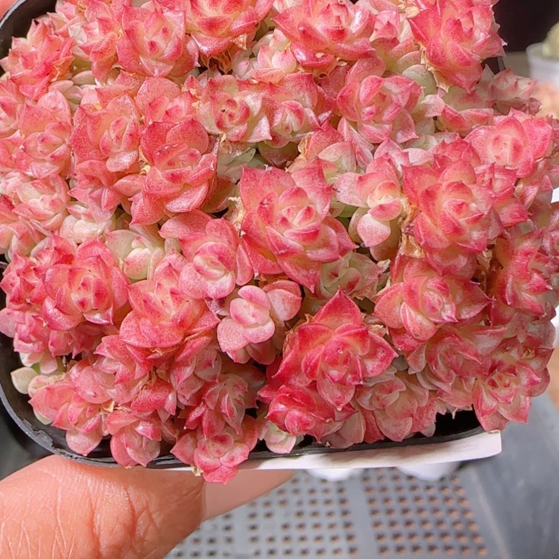 花语逸镜1202-370女王散