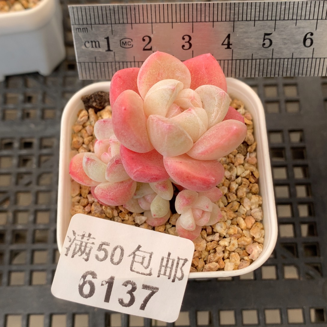 6137。五头小脸樱花冰玉。 