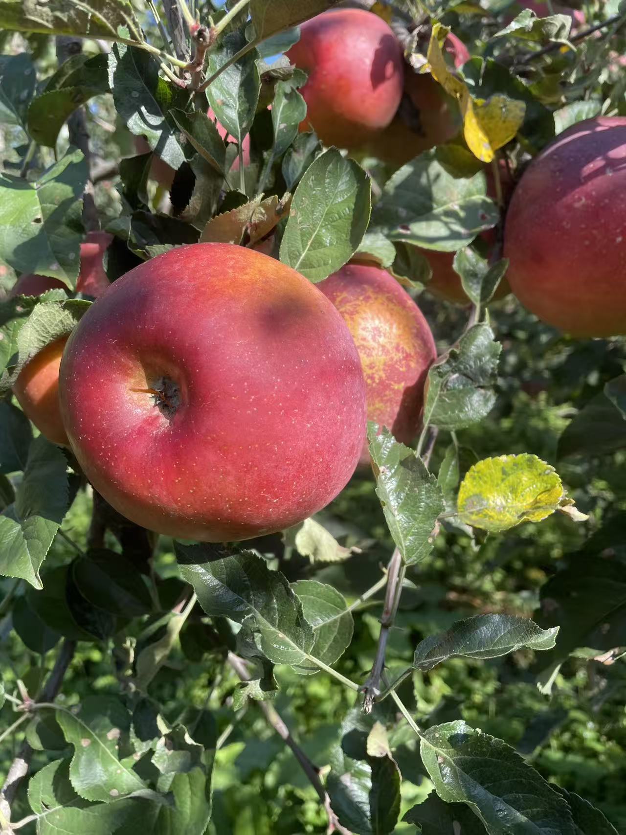 正宗大凉山盐源丑苹果