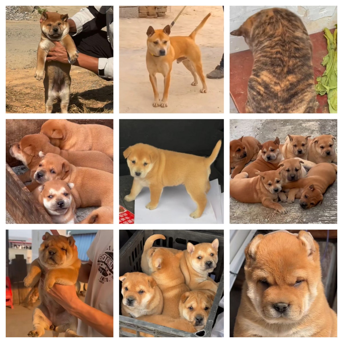 广西土狗宠物相册定制定金