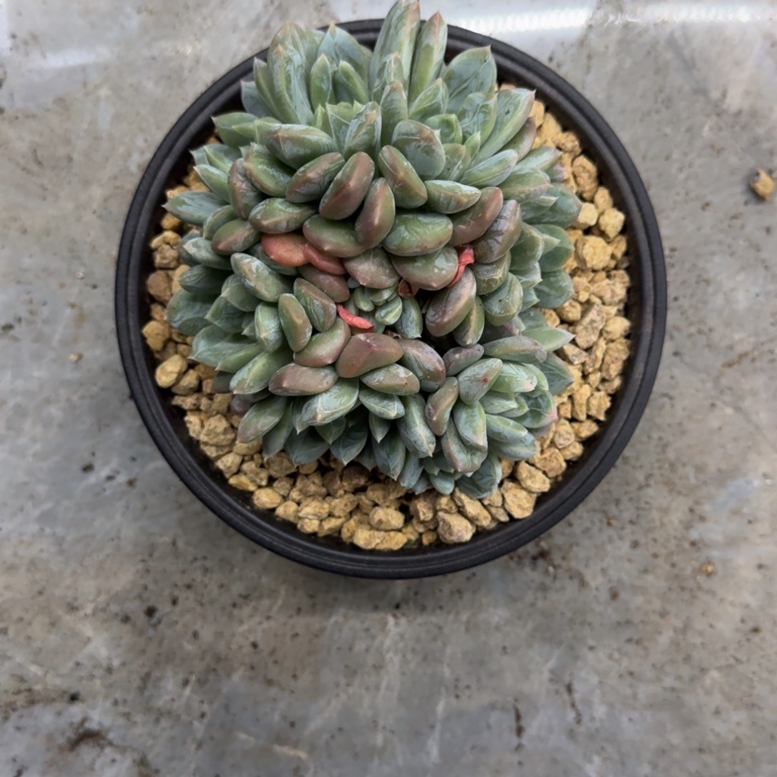 百达翡翠 群生 一物一拍