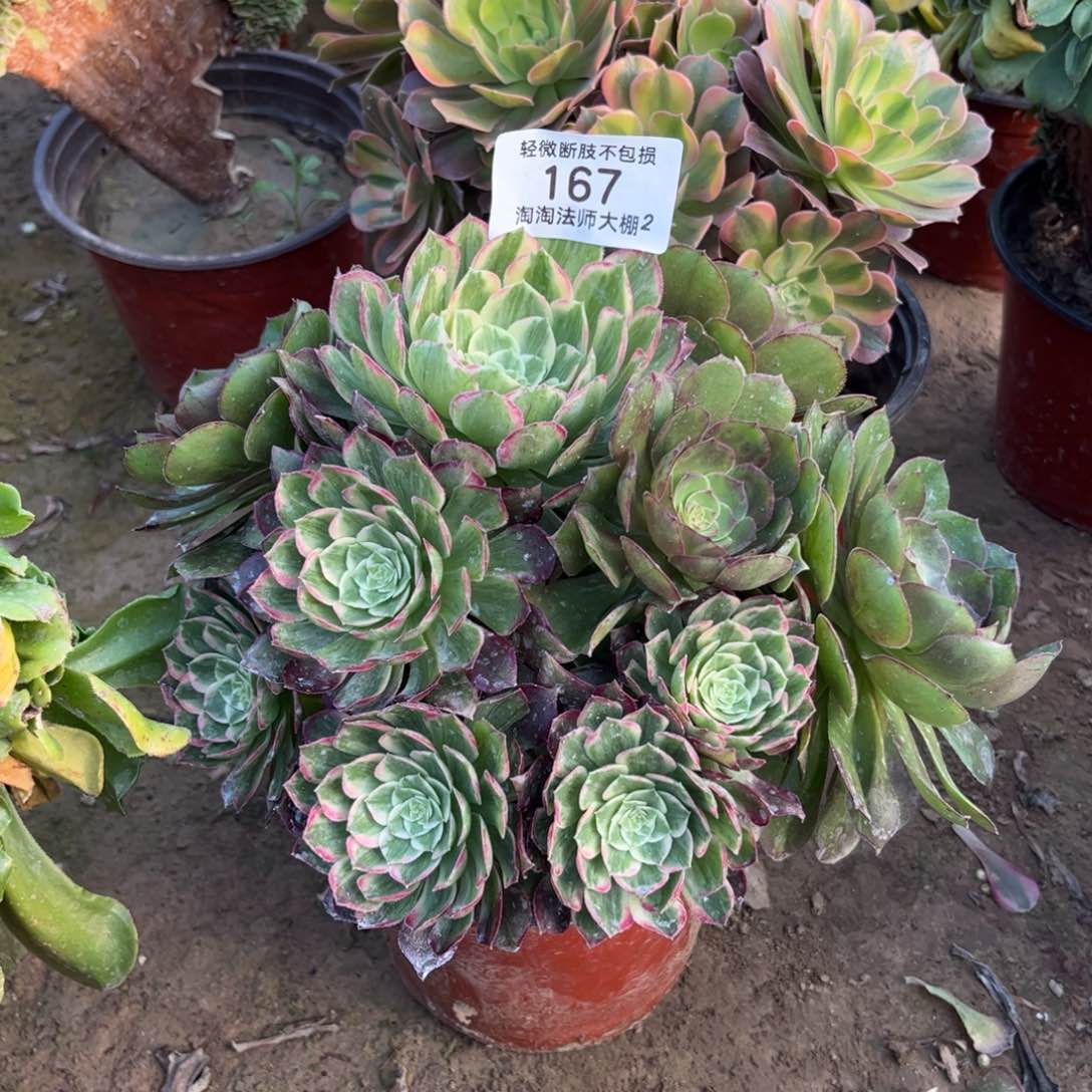 167芙蓉多肉植物法师