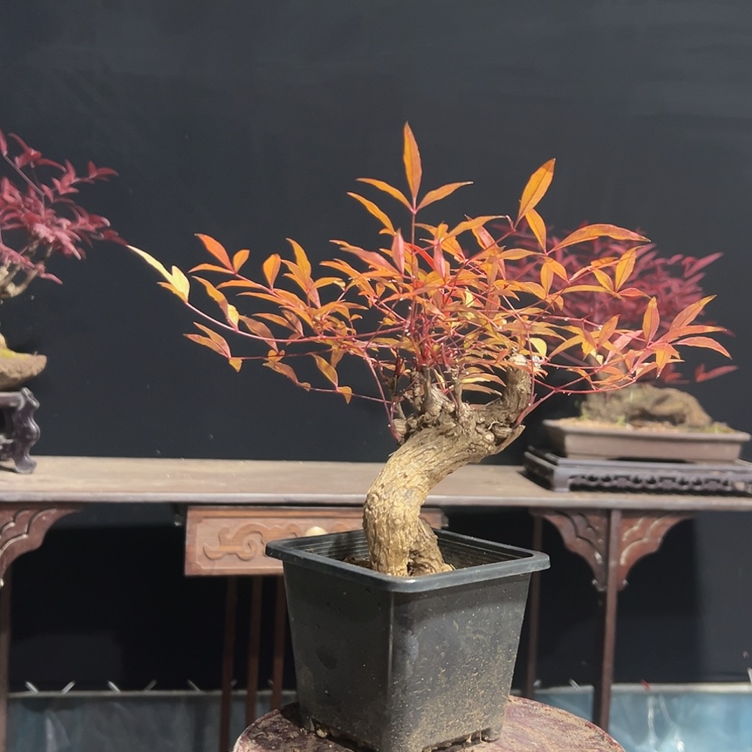 无花朵000000000007