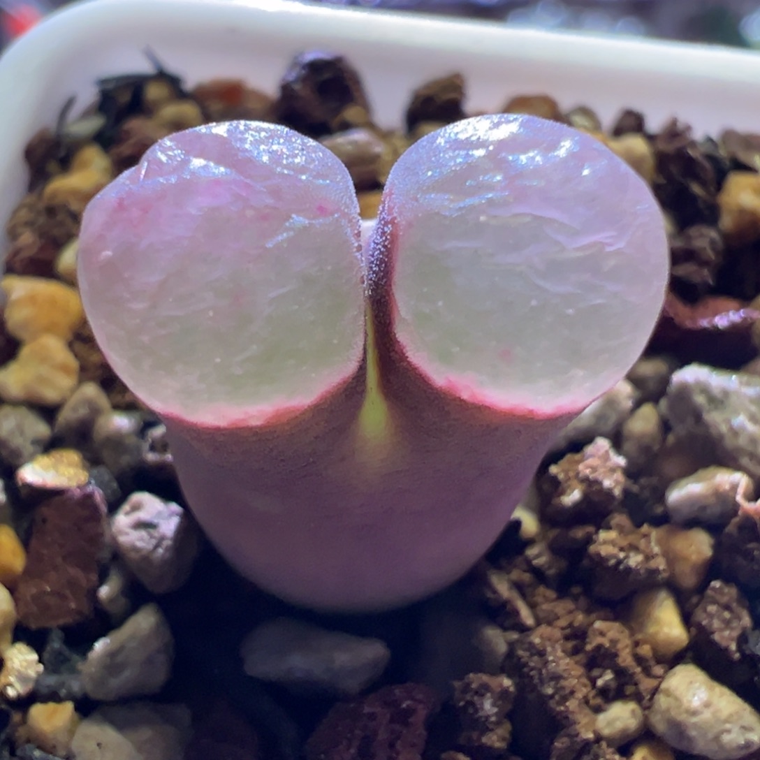 1189，磁杂，肉锥植物