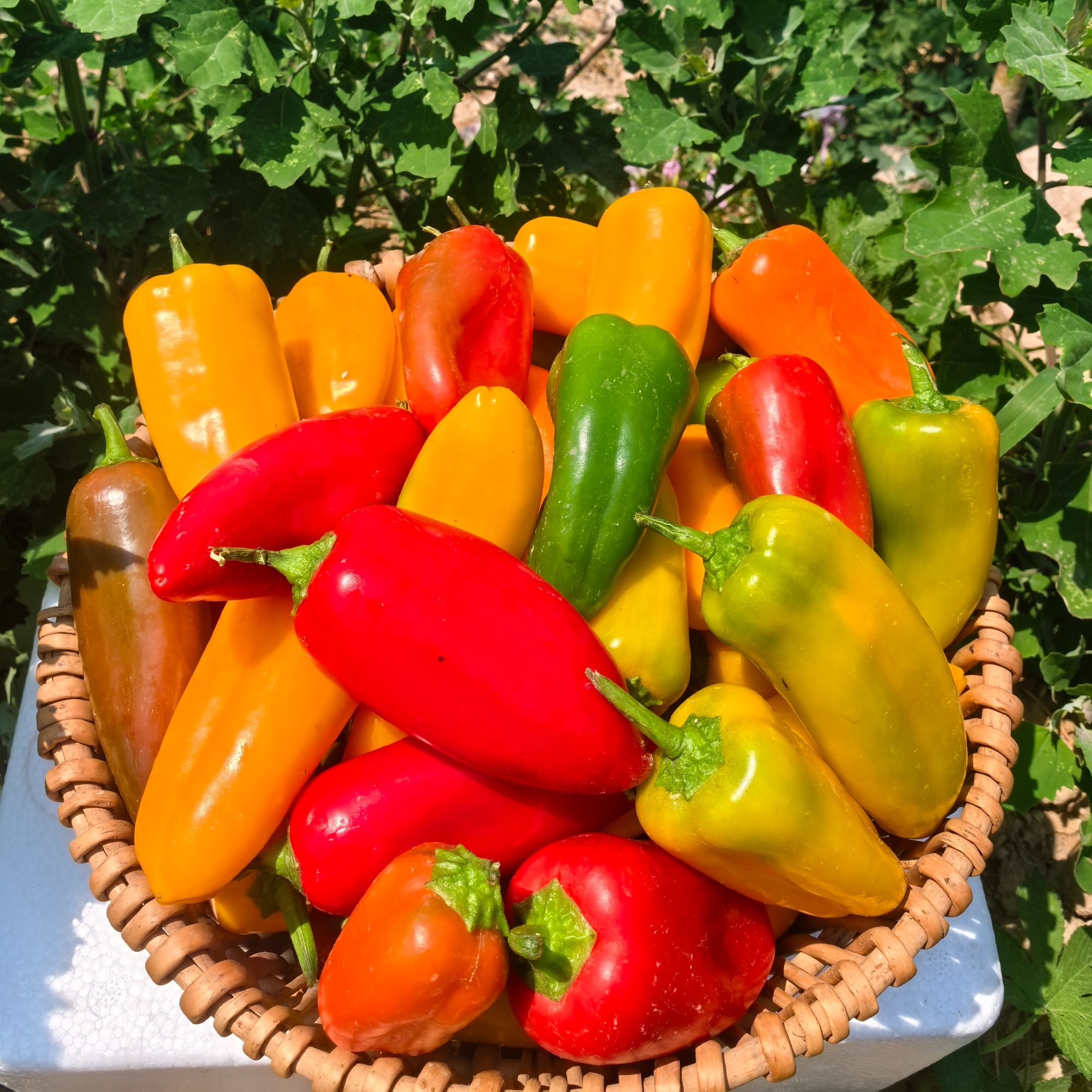 现摘不辣甜椒五彩椒灯笼椒五色椒水果蔬菜维c自家种植天然现摘