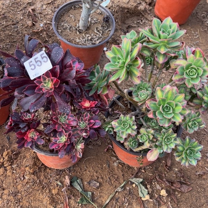 组合砍头多肉植物555