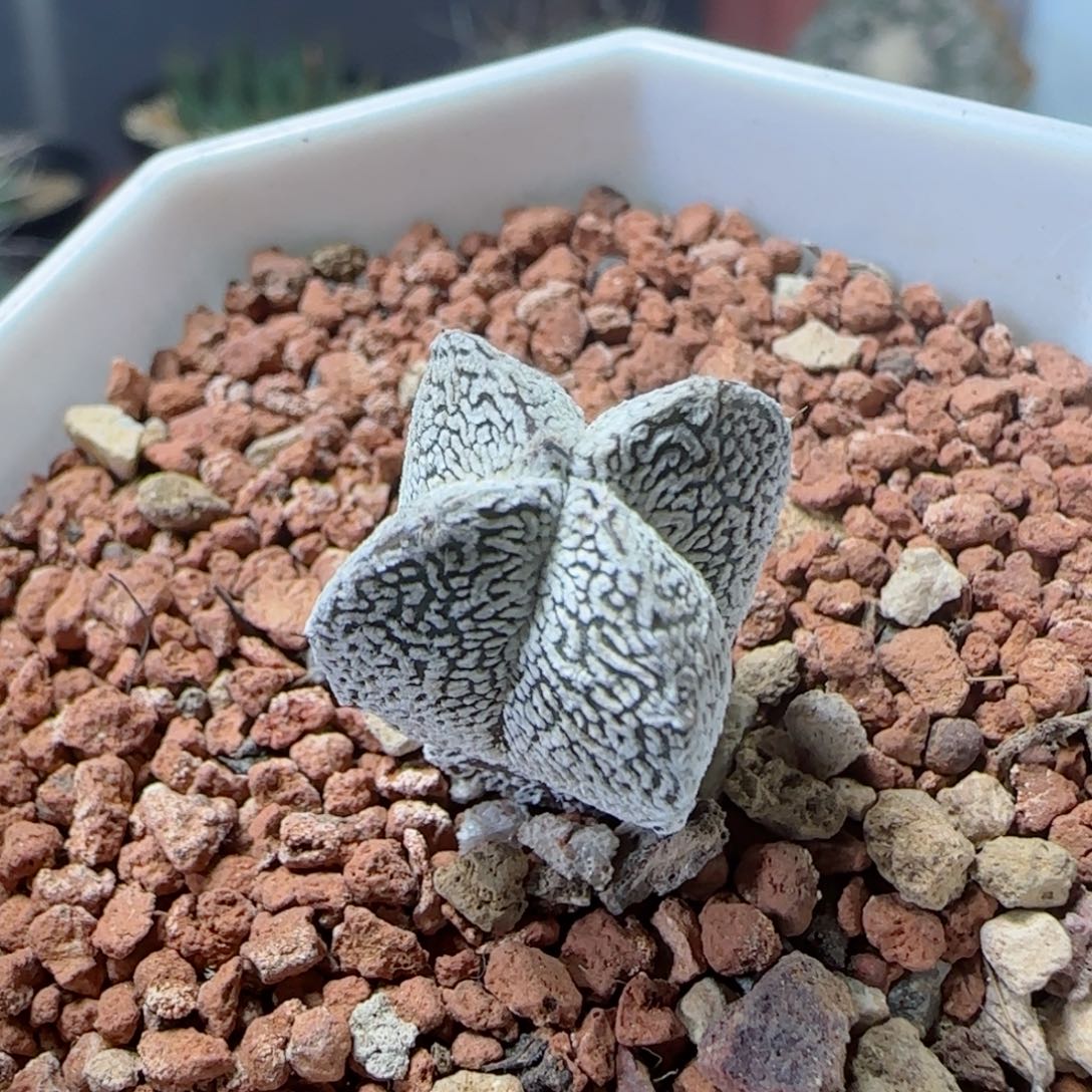 实生v字恩冢多肉