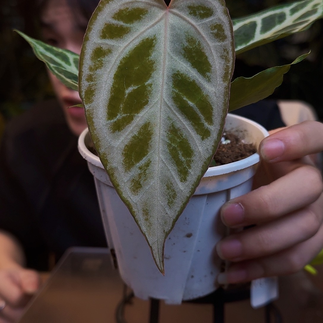 完全开放V29粉钻石杂银色面纱