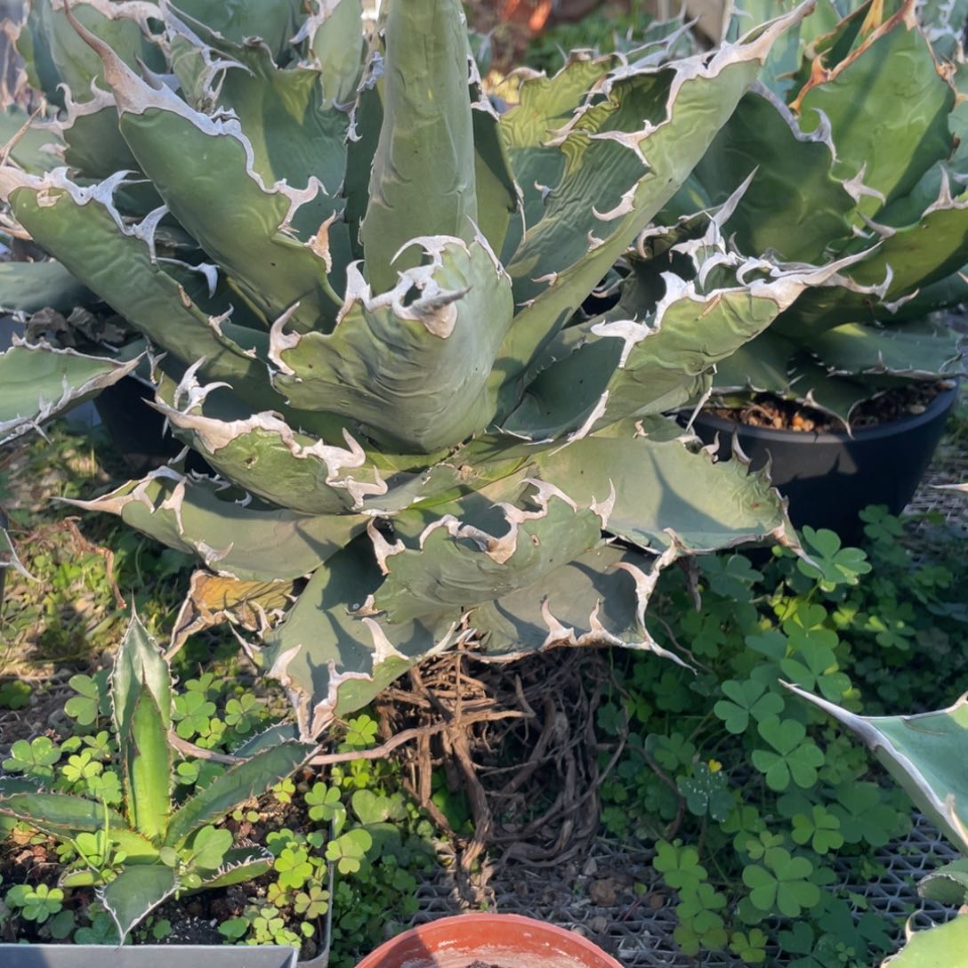 无花朵福建白鲸龙舌兰