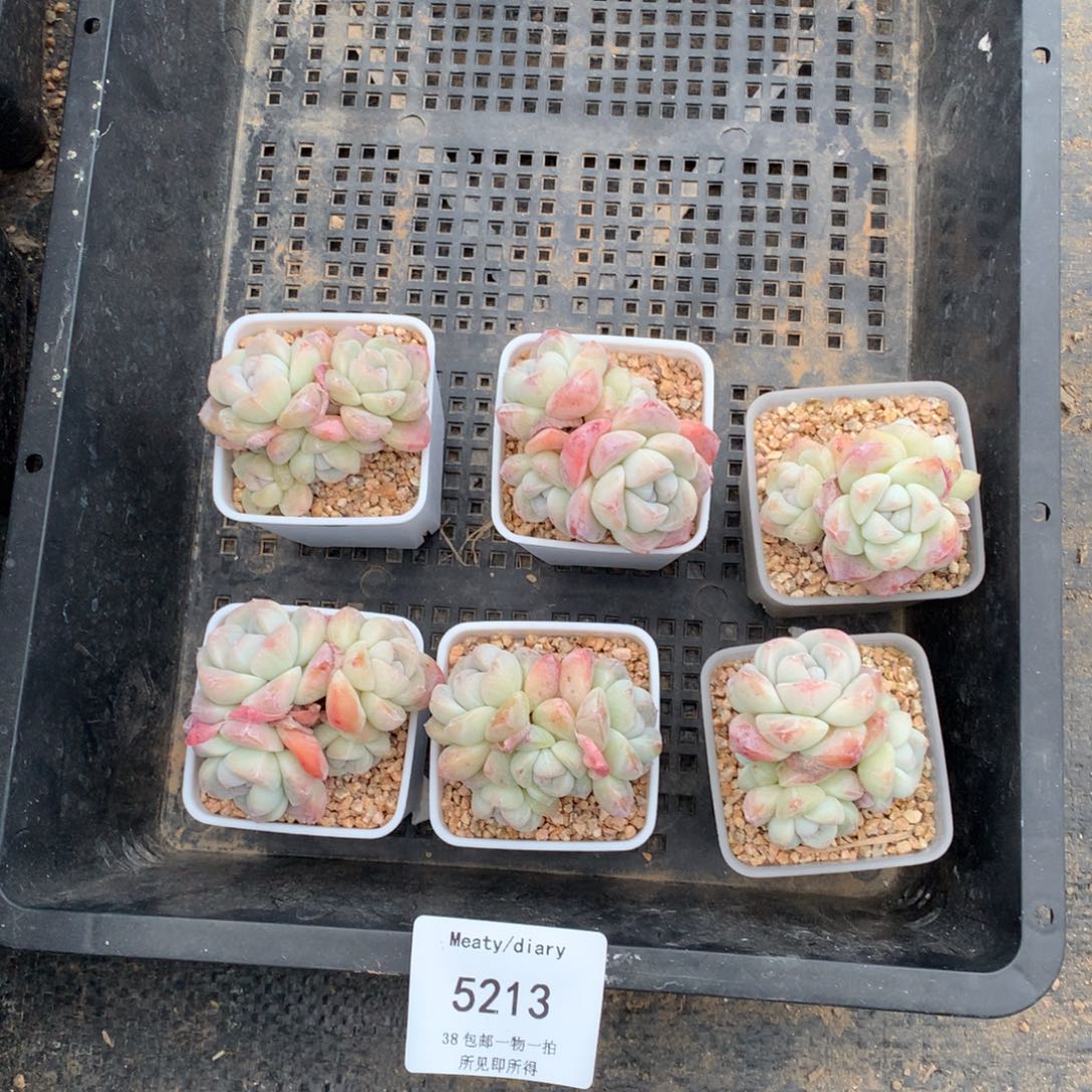 特5213精控冰玉小脸4头4到5厘米6颗一组