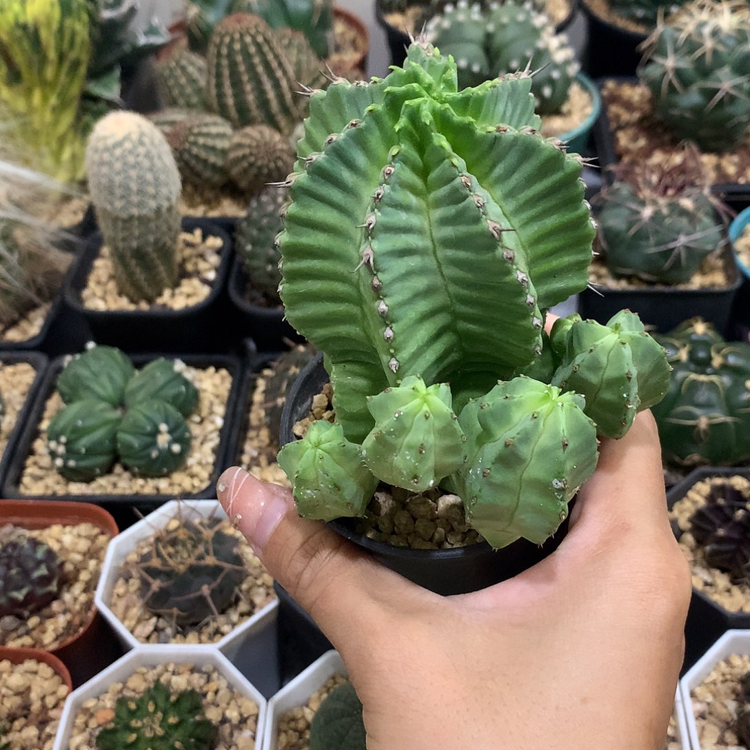 当前无花栽培后可以开花魁伟玉群生
