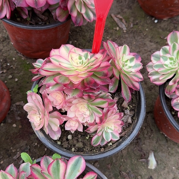 2-83倾城多肉法师