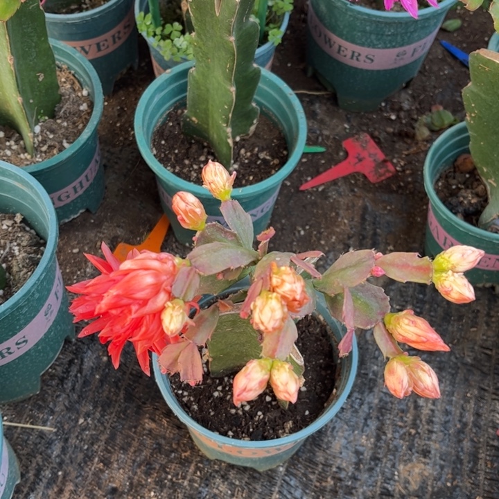 小***草57号028红色重瓣，666