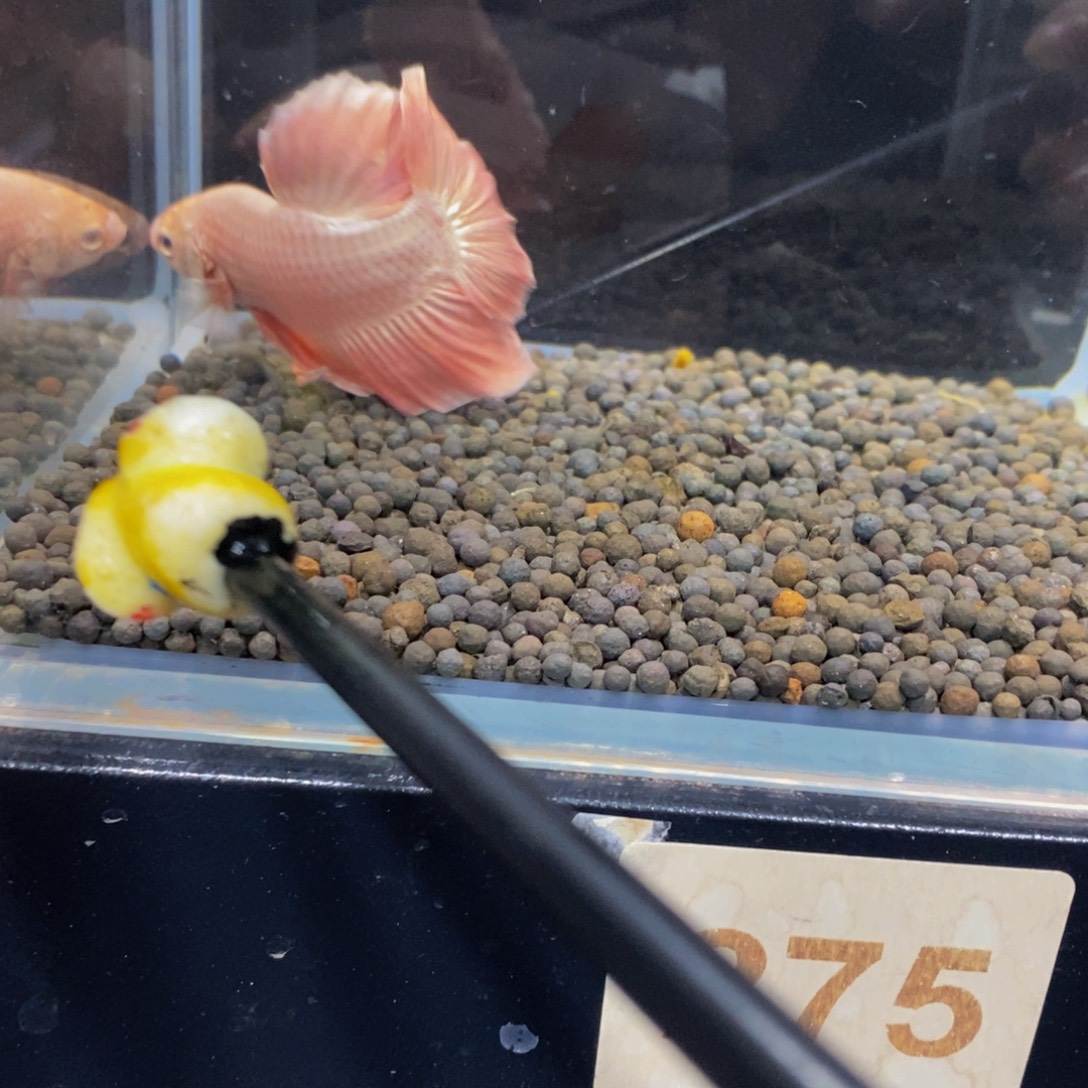 口***妹斗鱼275巨斗111111