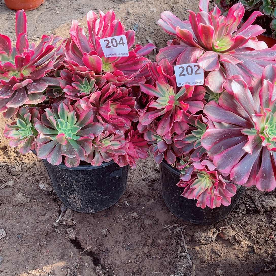 无花朵多肉植物组合204