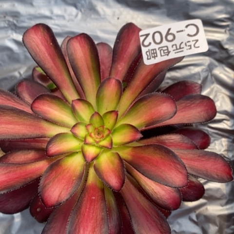 902魅力满25包邮多肉