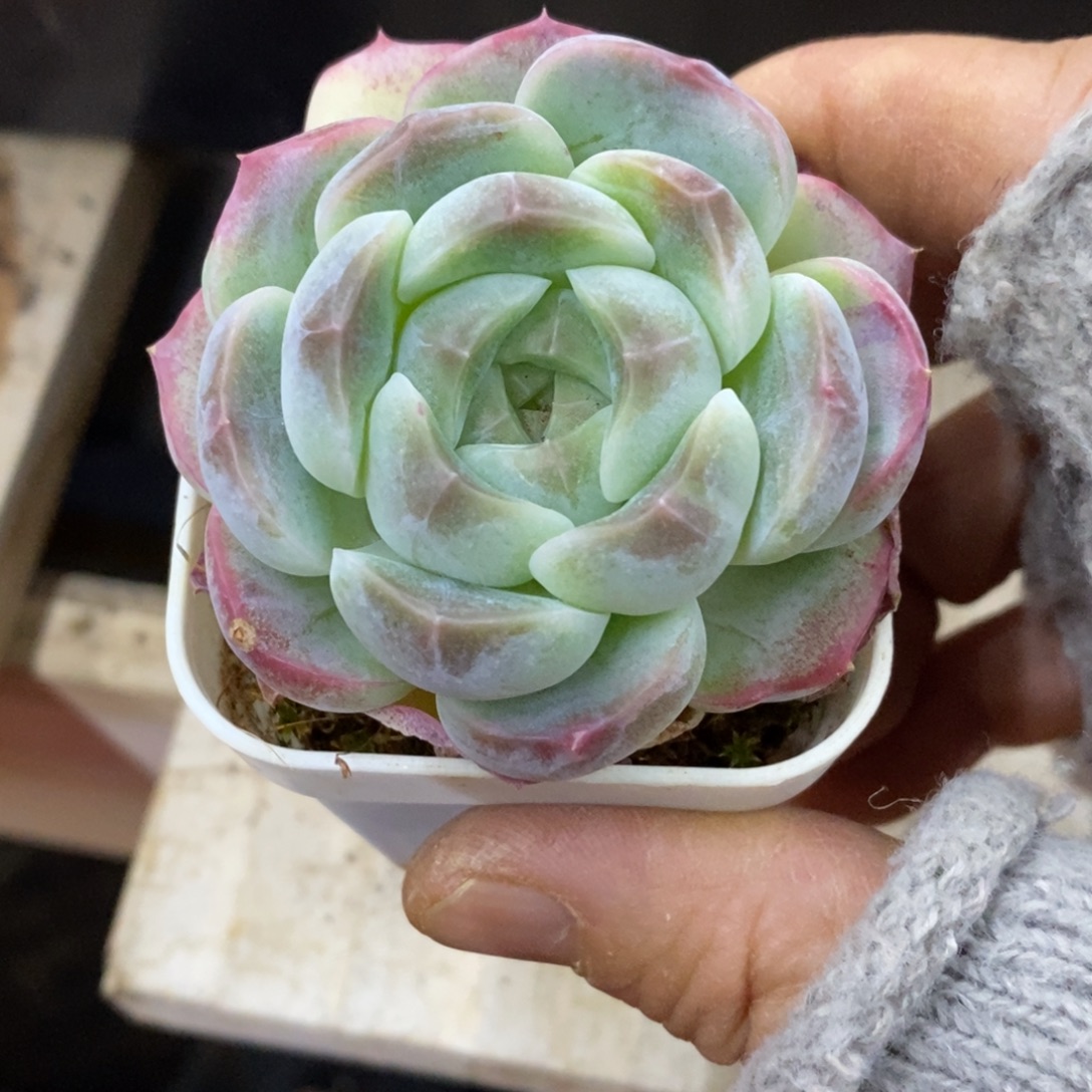 精品多肉一物一拍不包整246