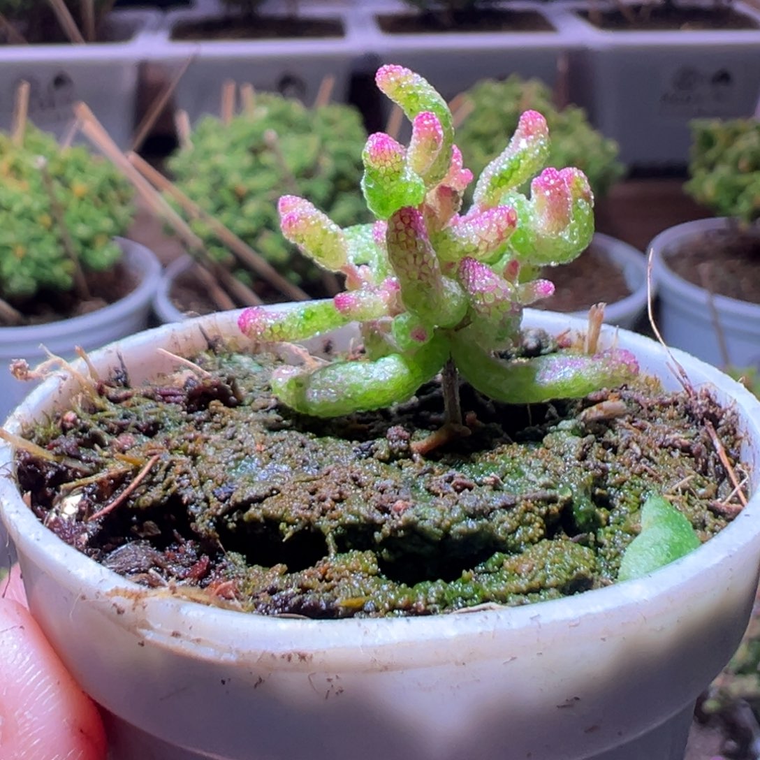 537花斑露一物一拍带盆土发货