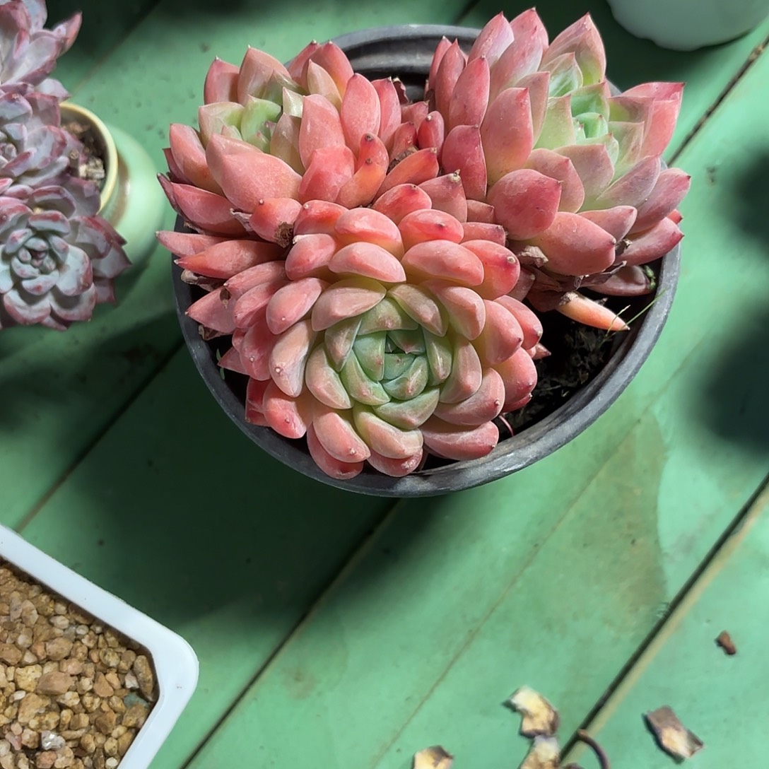 多肉植物啦啦啦啦