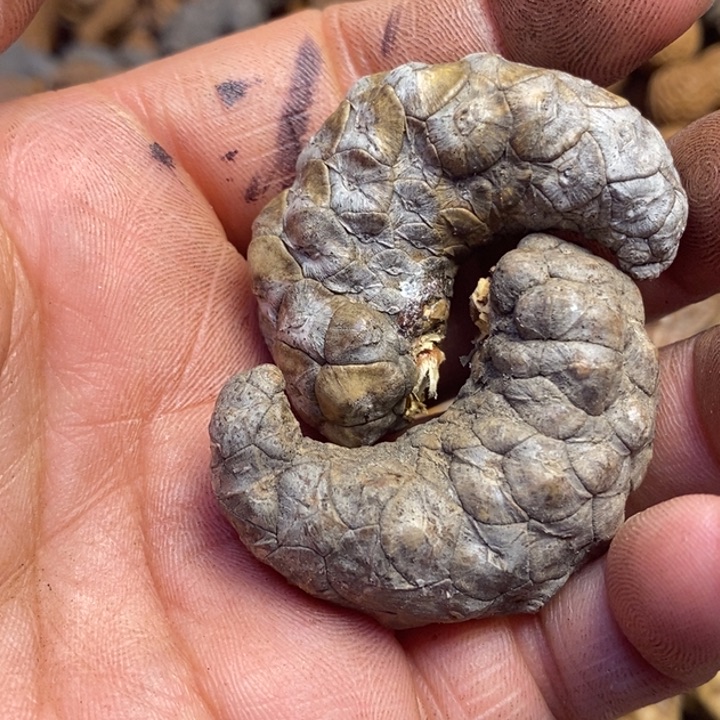 桃核吊坠东北特产223